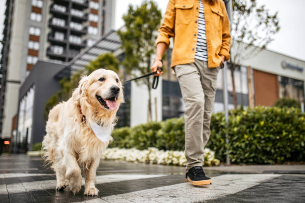 Poop Scoop and Quick 15-20 Minute Dog Walk Weekly