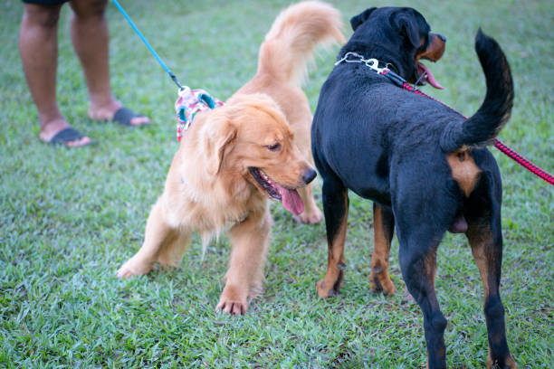 Quick Pooch Meet-and-Greet Booking
